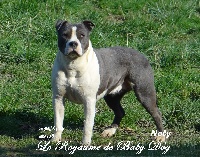 Étalon American Staffordshire Terrier - Noly Du Royaume De Baby Dog