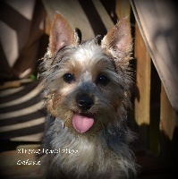 Étalon Australian Silky Terrier - Xtreme temptation of silky's dream