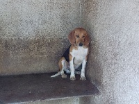 Étalon Beagle-Harrier - Narvick de la chaume à tous vents