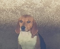 Étalon Beagle-Harrier - Nelson de la chaume à tous vents