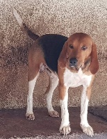 Étalon Beagle-Harrier - Mustang de la chaume à tous vents