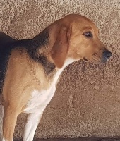 Étalon Beagle-Harrier - Maya de la chaume à tous vents