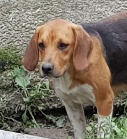 Étalon Beagle-Harrier - Norma de la chaume à tous vents