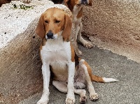 Étalon Beagle-Harrier - Nestor de la chaume à tous vents