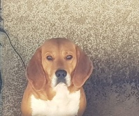 Étalon Beagle-Harrier - Mistral de la chaume à tous vents