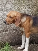 Étalon Beagle-Harrier - Nala de la chaume à tous vents
