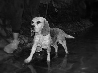 Étalon Beagle - Ilona de L'Etang du Catchou