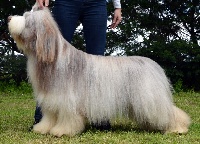 Étalon Bearded Collie - CH. in vogue island My sweet craftsman