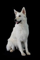 Étalon Berger Blanc Suisse - Habby Du domaine du haut quesnay