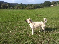 Étalon Berger Kangal - Neva hkagho de la Forêt des Quatre Seigneurs