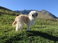 Étalon Berger des Pyrenees à poil long - Fada du lac de Faoug