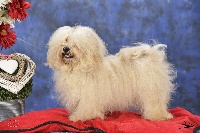 Étalon Bichon Havanais - CH. karvil's havanese Kilimanjaro