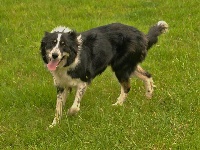 Étalon Border Collie - Joko Izarra Xakur