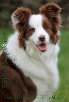 Étalon Border Collie - best in border Believe in magic