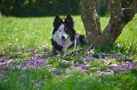 Étalon Border Collie - Jazz du Masque Noir de Vandrimare