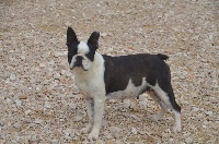 Étalon Boston Terrier - Laska Sweeties Doggies