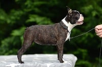 Étalon Boston Terrier - Opale Des Petits Anges Noirs