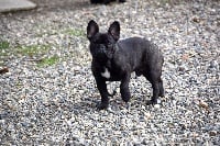 Étalon Bouledogue français - Nube nuage dencens des bouilles de la Garonne