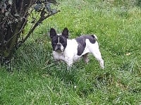 Étalon Bouledogue français - Jeepsy de la vallée du Bessin