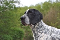 Étalon Braque d'Auvergne - New'miss auvergne de la veyradeyre