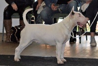 Étalon Bull Terrier - Lulu castagnette de la Tribu Parisii