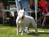 Étalon Bull Terrier - Of Tessa's Dream Nuclear power