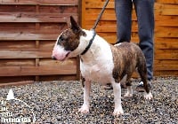 Étalon Bull Terrier - Jassia of the little troublemaker