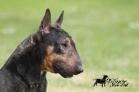 Étalon Bull Terrier Miniature - Luther Of Kingdom Mini Bull