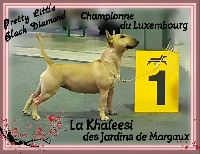 Étalon Bull Terrier Miniature - CH. La khaleesi Des jardins de margaux