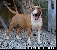 Étalon Bull Terrier - Loca of the little troublemaker