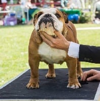 Étalon Bulldog Anglais - CH. Maya du Manoir des Jassines