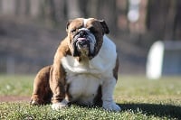 Étalon Bulldog Anglais - Ma folie des Bulls Fourious