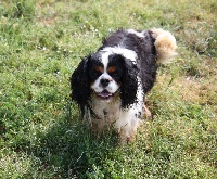 Étalon Cavalier King Charles Spaniel - Médor de Paline