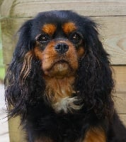 Étalon Cavalier King Charles Spaniel - Mélody d'amour du clos d'Arlequin