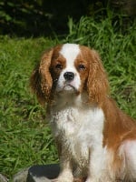 Étalon Cavalier King Charles Spaniel - Neige du nid douillet