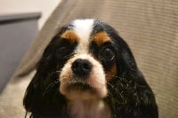 Étalon Cavalier King Charles Spaniel - Miss dior Du jura des eaux vives