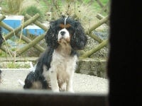 Étalon Cavalier King Charles Spaniel - de la maison du riez Joba