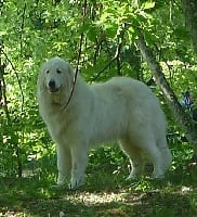 Étalon Chien de Montagne des Pyrenees - Louvie Du pic de viscos