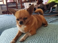 Étalon Chihuahua - Gandin el sirocco du clos des vainqueurs