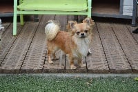 Étalon Chihuahua - galleria chio Zephyros breeze