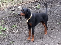 Étalon Dobermann - Ingmar De La Venise De La Brie