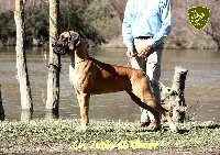 Étalon Dogue allemand - CH. Zubia de ulmer