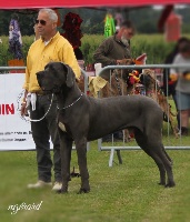 Étalon Dogue allemand - CH. Nietzsche d'Attendal du Pins