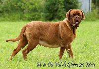 Étalon Dogue de Bordeaux - M-ée du val de gloire