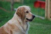 Étalon Golden Retriever - Miss marpel Du mazage de mascayenne