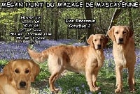 Étalon Golden Retriever - Megan hunt Du mazage de mascayenne