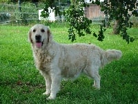 Étalon Golden Retriever - E'kaline du moulin de la tour des Haies