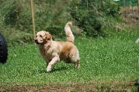 Étalon Golden Retriever - Memphis Du mazage de mascayenne