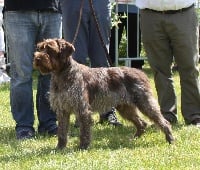 Étalon Griffon d'arrêt à poil dur Korthals - TR. CH. Jonah-lomu de la Bardelierre