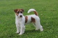 Étalon Jack Russell Terrier - Ismo Lindo Néva